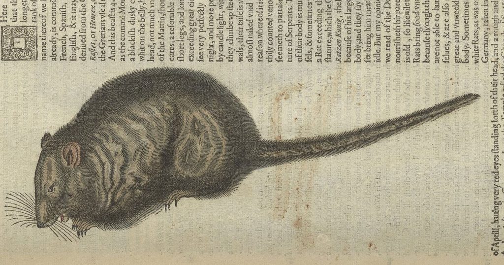 Modern Rats Rats in early modern life and Shakespeare's plays - Wild Things