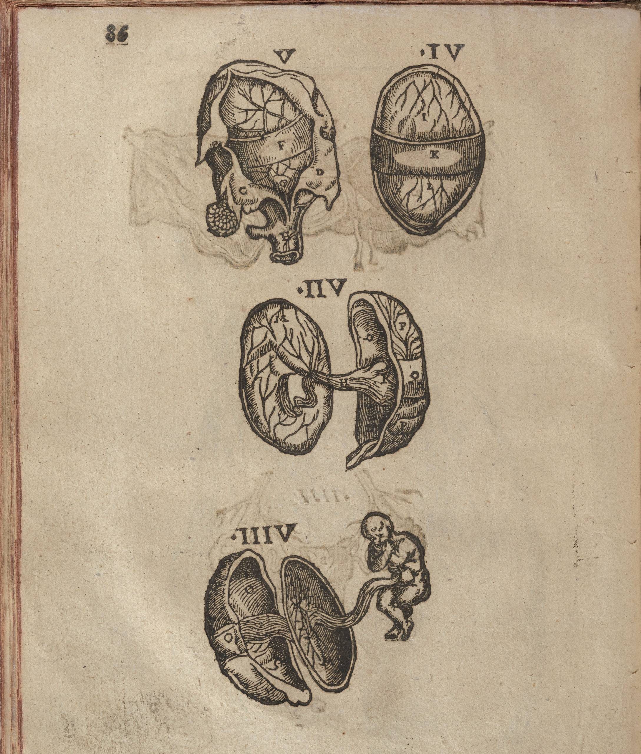 Four printed images on a page showing an ovary from various angles and with a baby extended from one in the final image