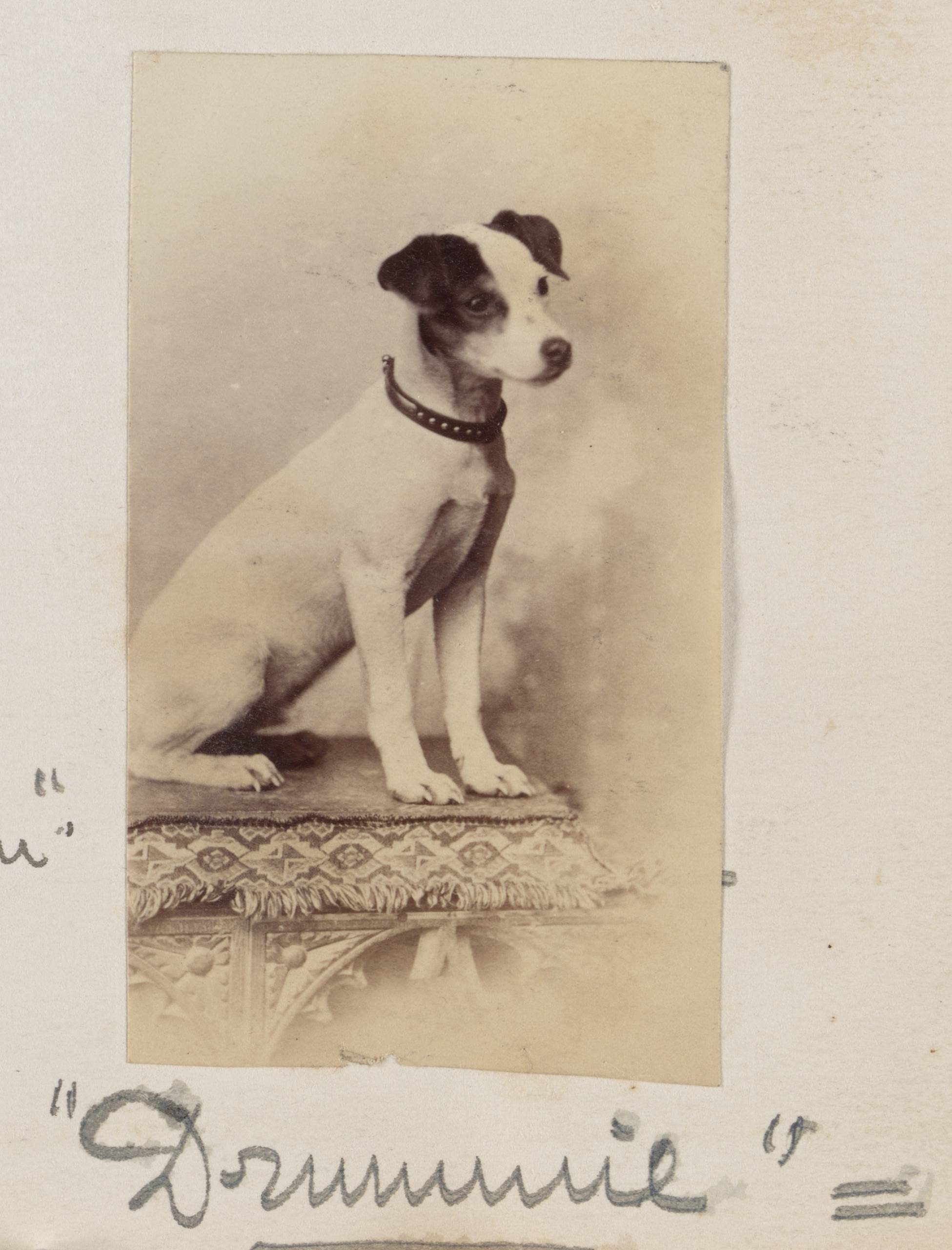 A sepia-toned photograph of a small white dog with dark ears and a dark collar. The dog is perched on a cushion.