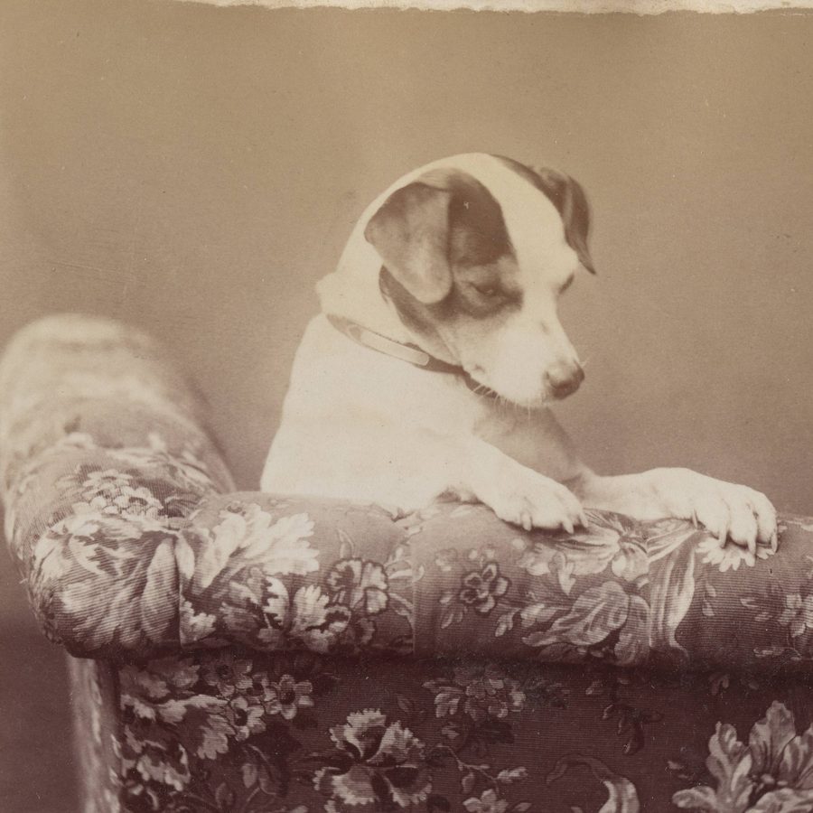 A small white dog with dark ears pulls himself up on the top of a floral upholstered sofa.