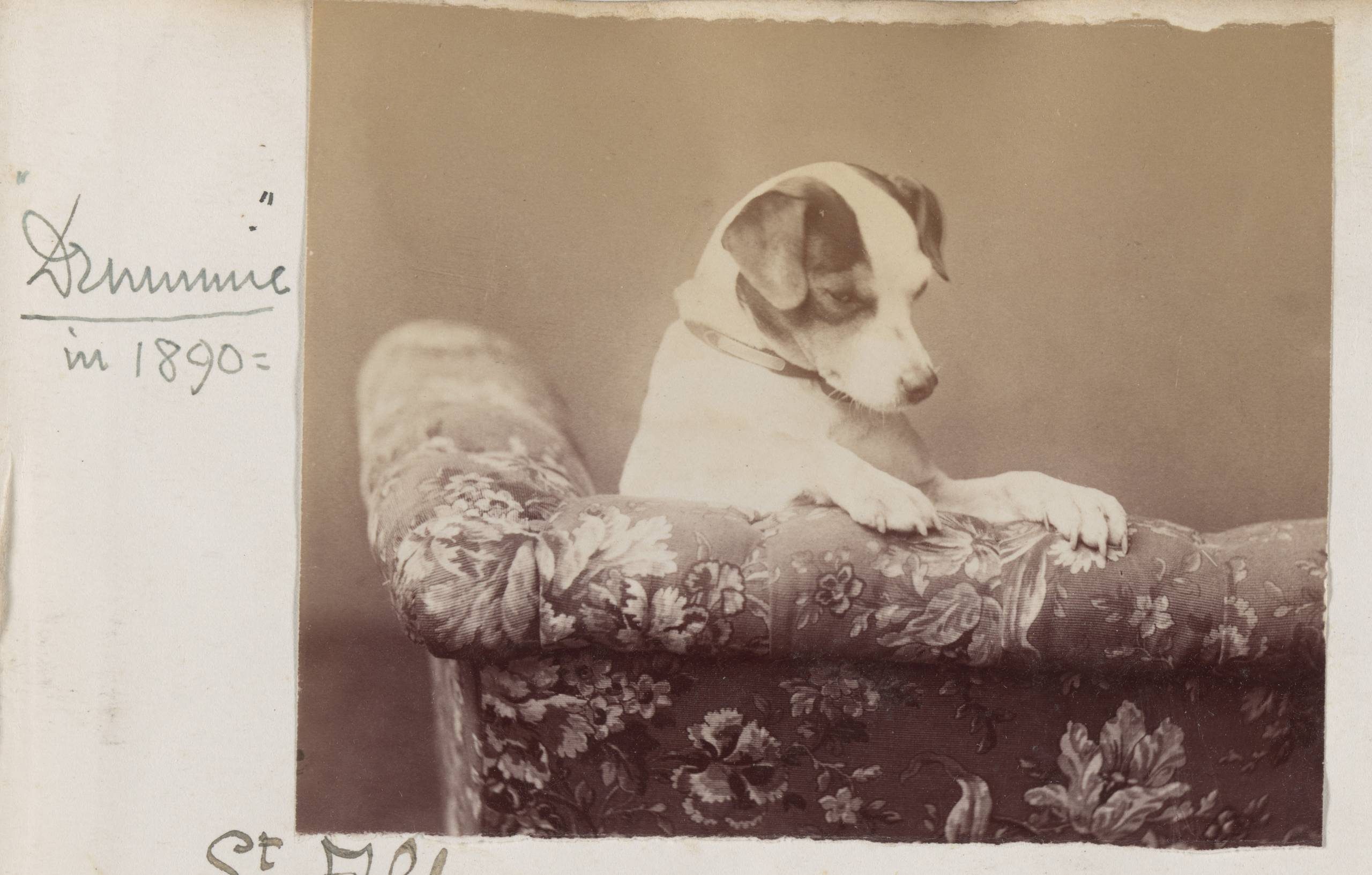 A small white dog with dark ears pulls himself up on the top of a floral upholstered sofa.
