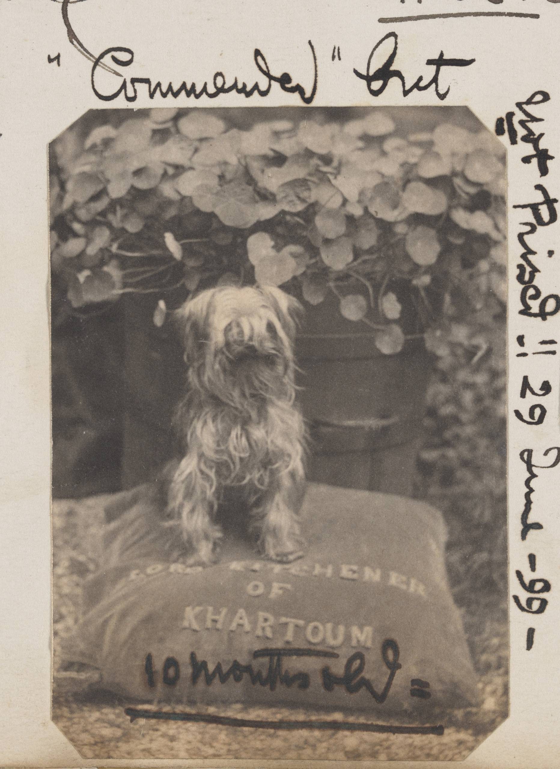 A sepia-toned photograph of a small dog with curly hair sits on a cushion embroidered with the words Lord Kitchener of Khartoum. The photograph is labeled in a flowing hand.
