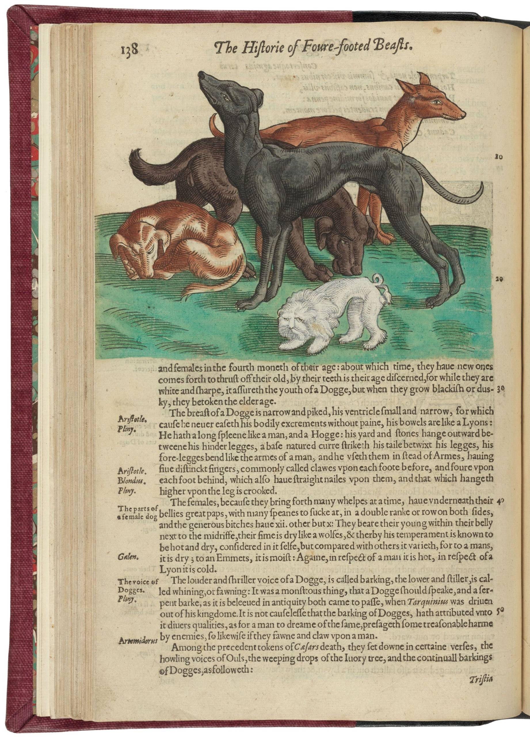 A printed book with an illustration of a variety of dogs covering the top of the page, beneath which are sections of text