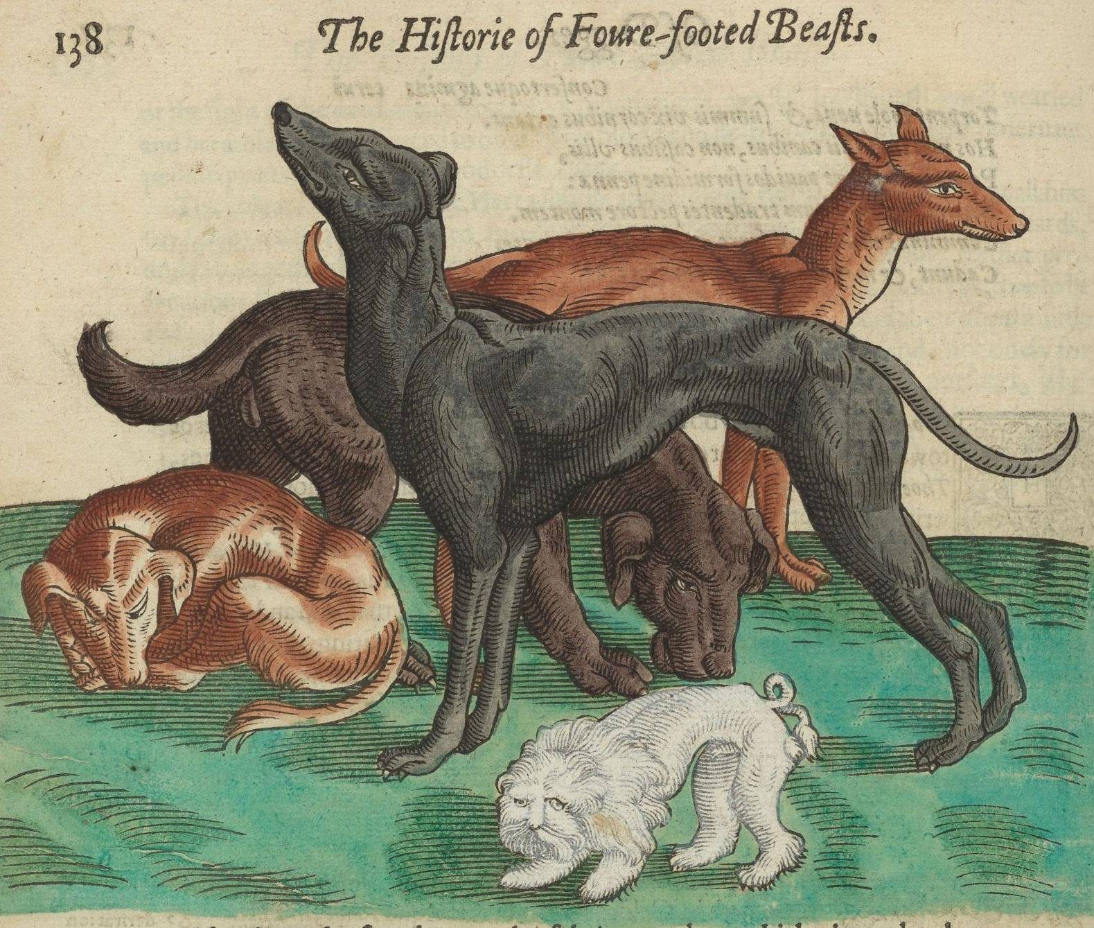 A printed book with an illustration of a variety of dogs covering the top of the page, beneath which are sections of text